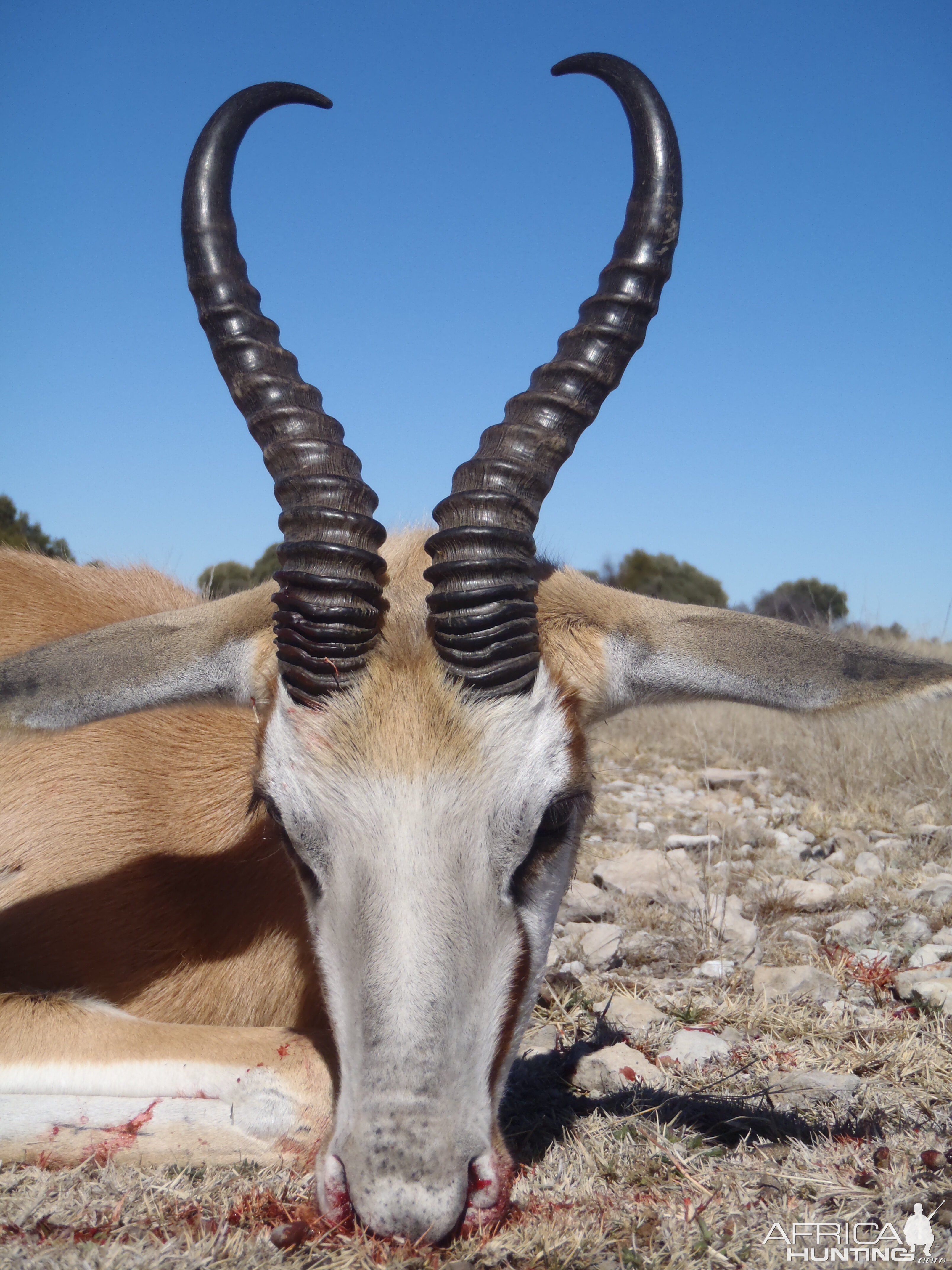 Springbok