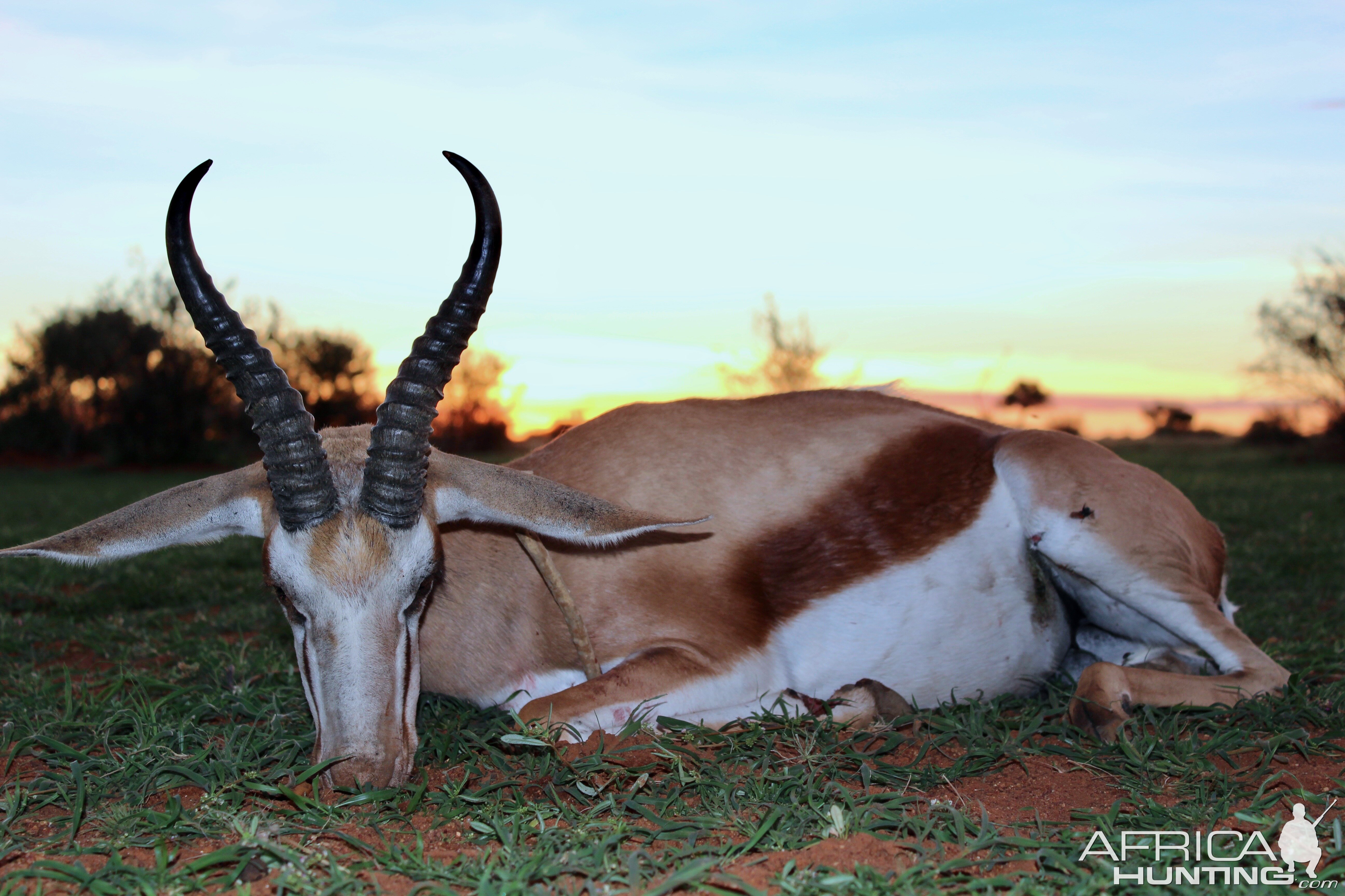 Springbuck Guided by Zana Botes
