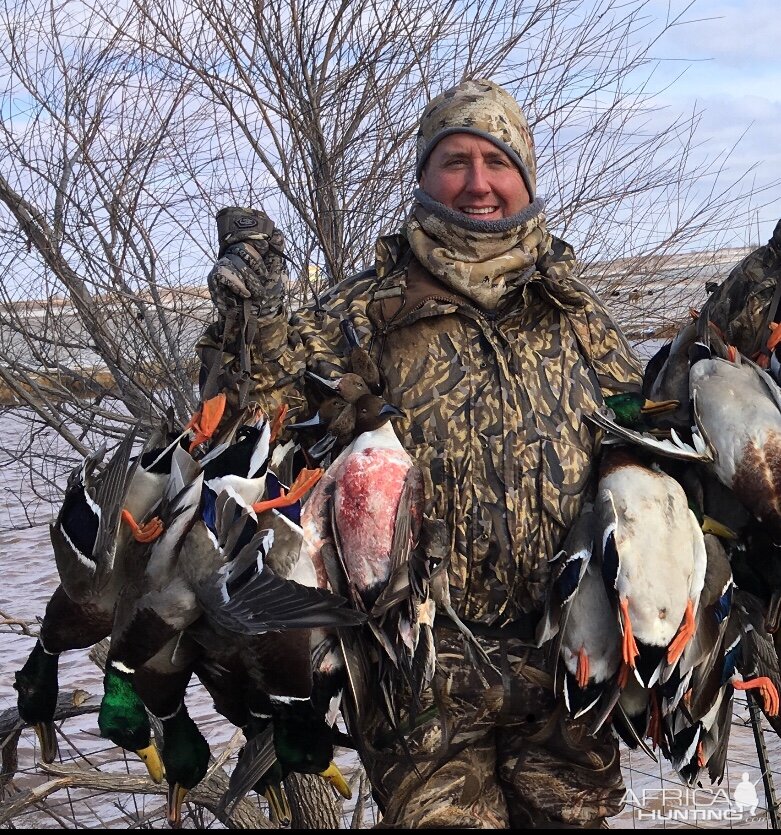 St. Paul Island, Alaska Hunting King Eider Sea Duck