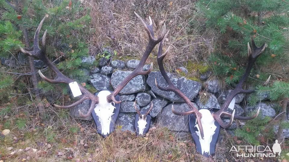 Stag European Skull Mount Taxidermy