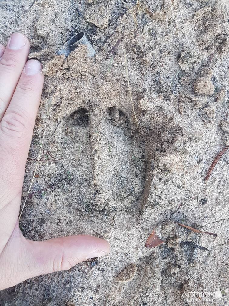 Stag Track Australia