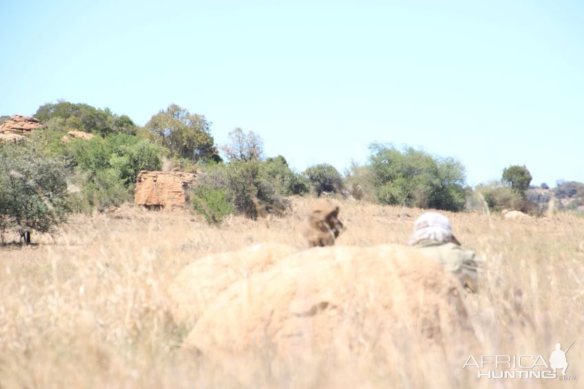 Stalking White Rhino South Africa