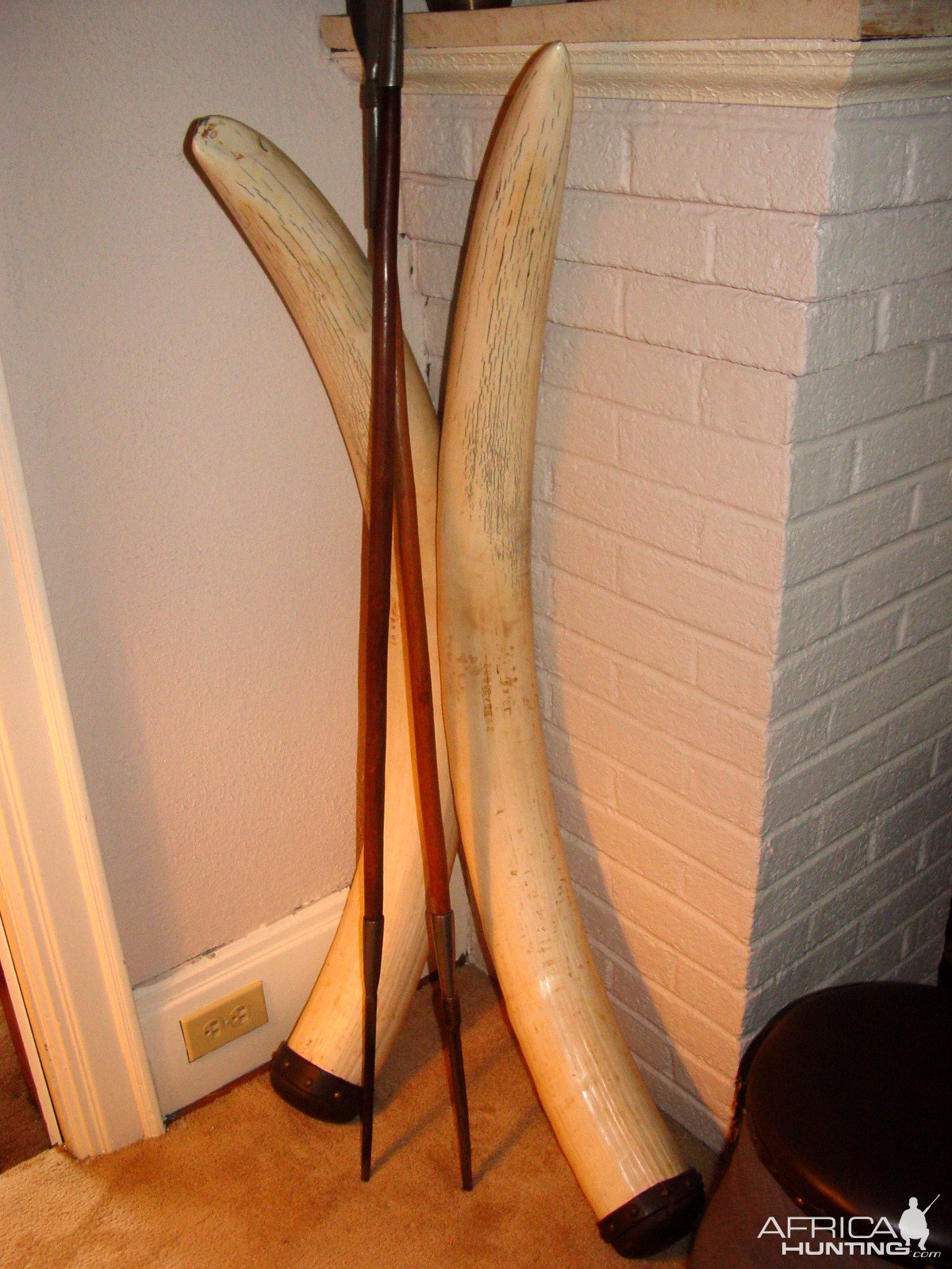 Stamped 1970s Elephant Tusks