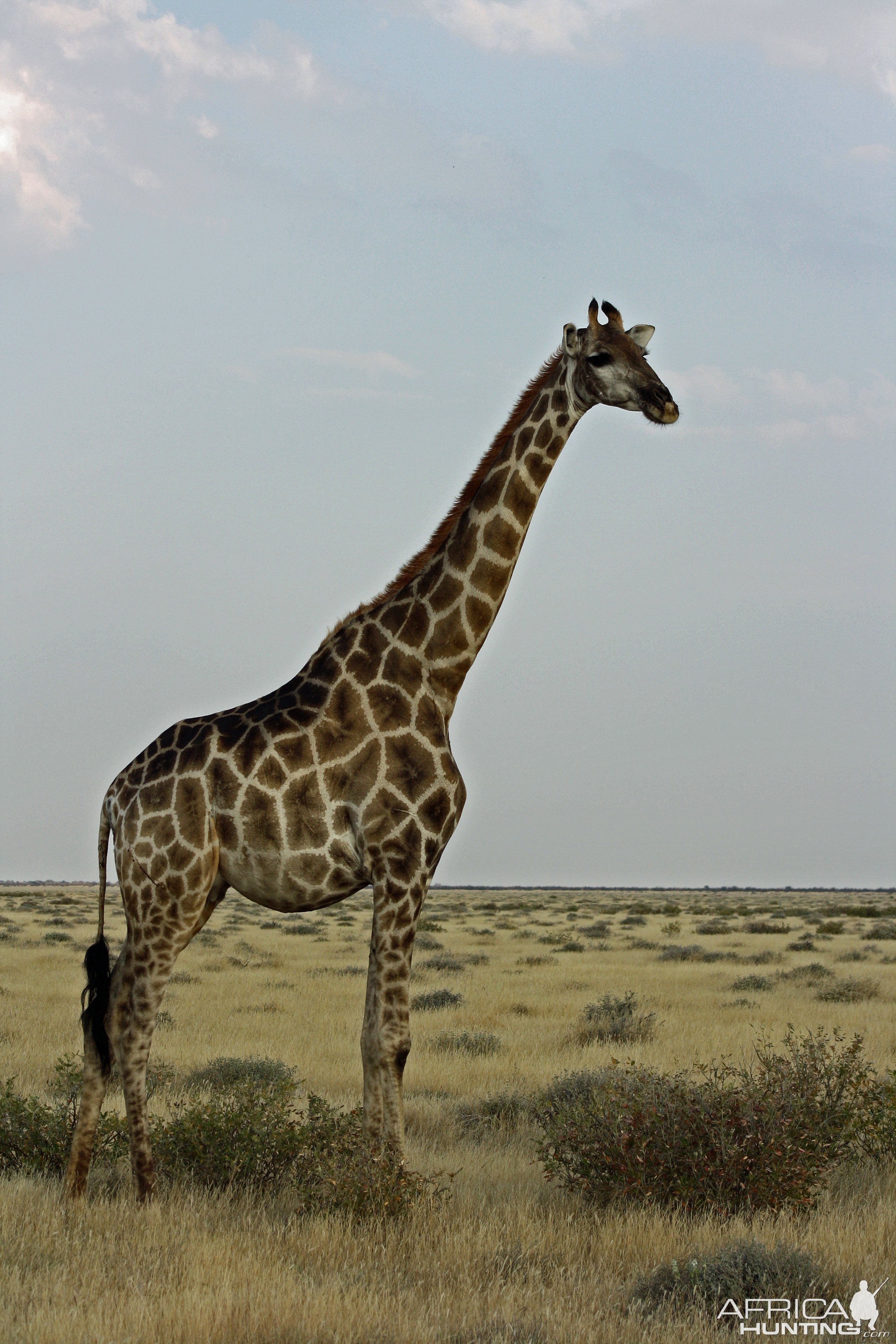Stately Giraffe Etosha Namibia