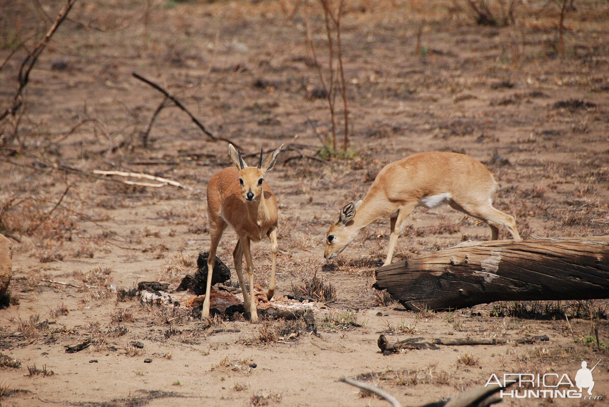 Steenbok couple in South Africa