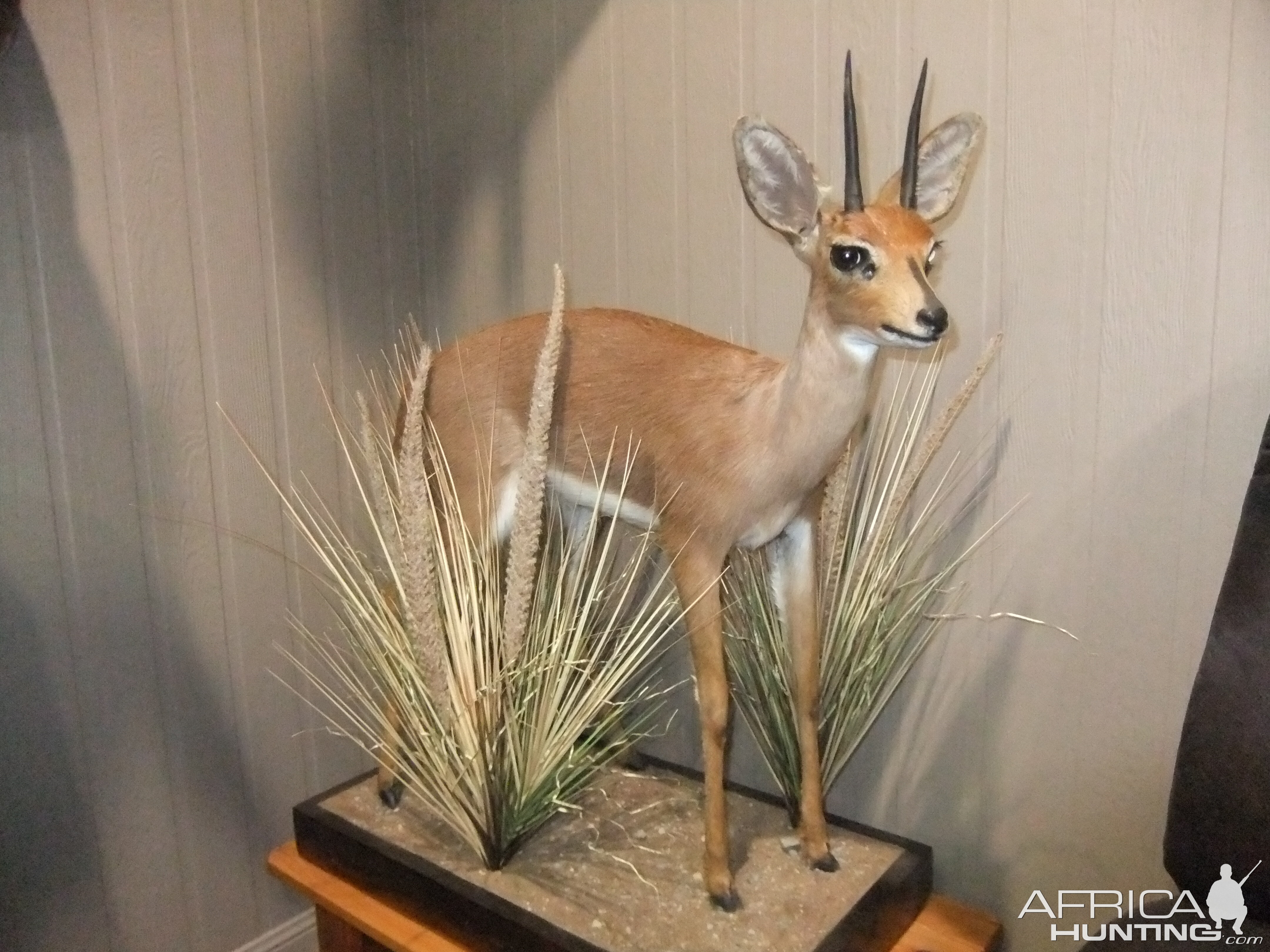 Steenbok Full Mount Taxidermy