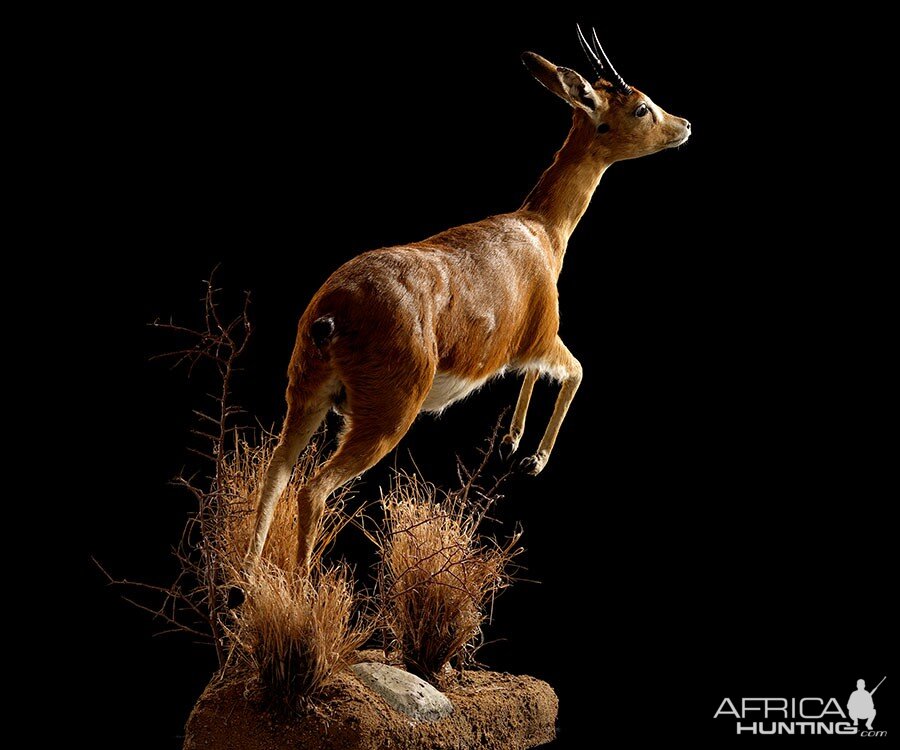 Steenbok Full Mount Taxidermy