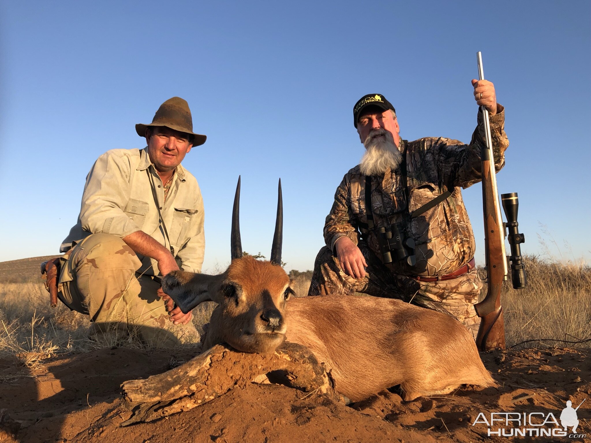 Steenbok Hunting Namibia