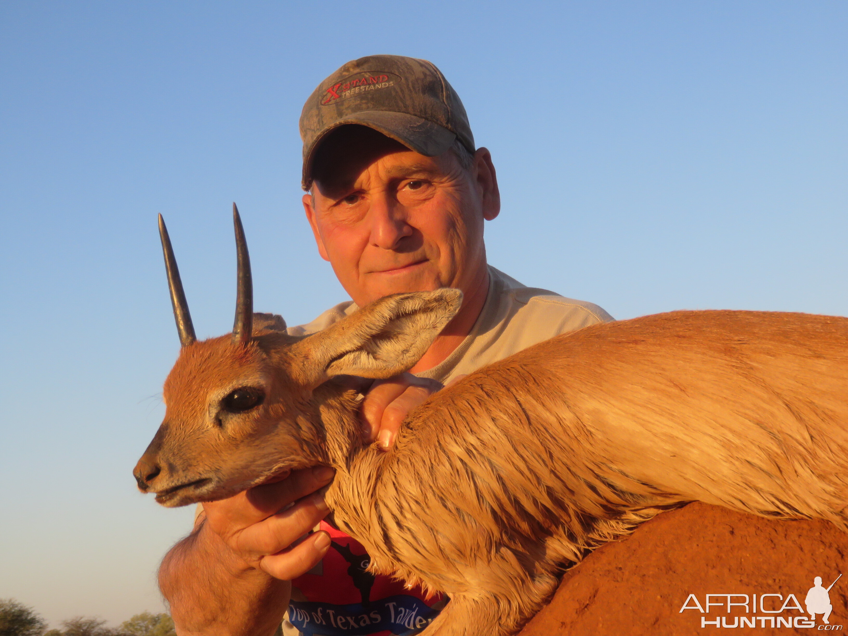 Steenbok Hunting Namibia
