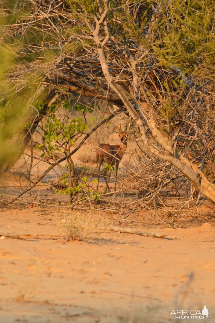Steenbok in Namibia