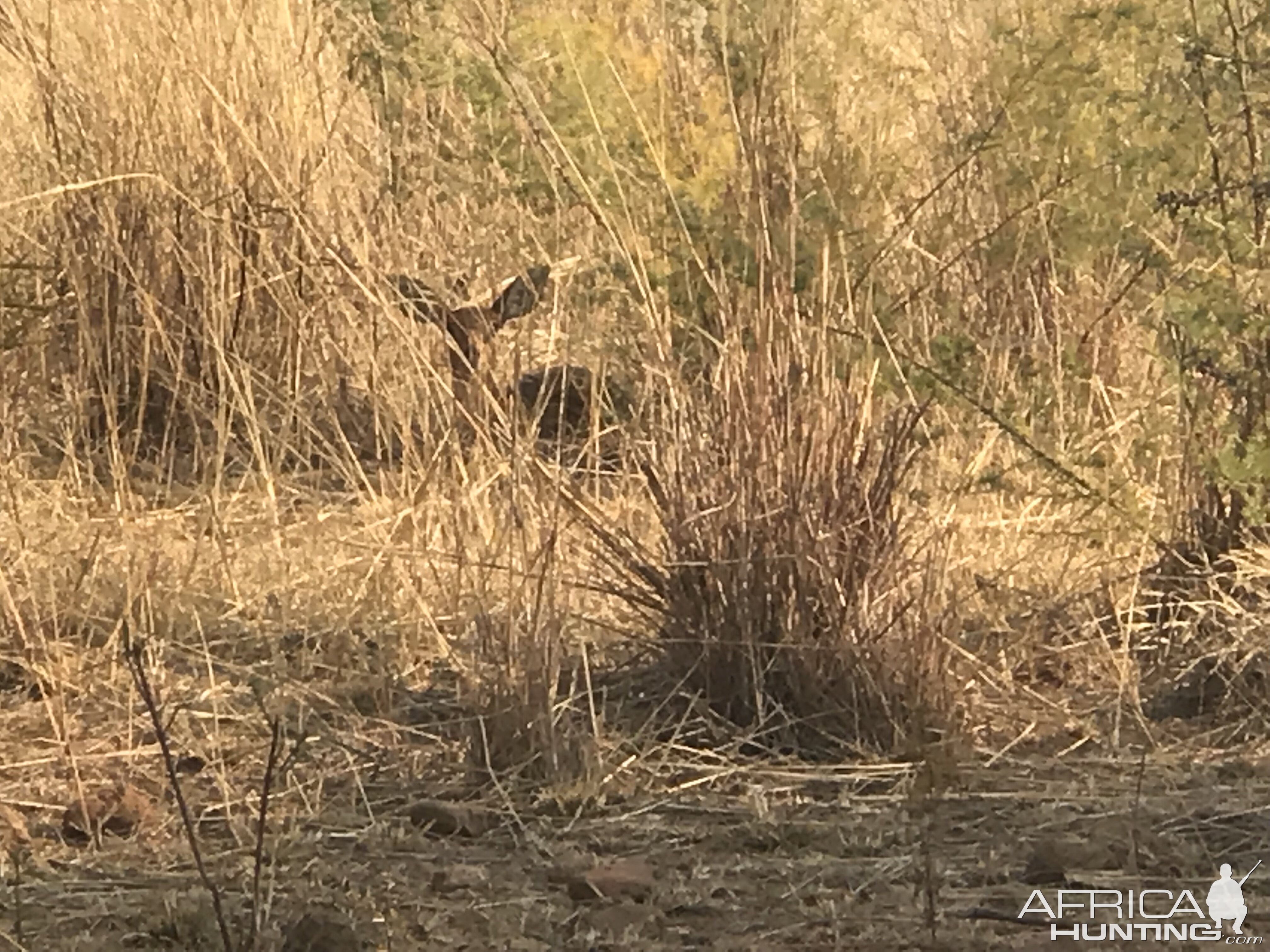 Steenbok in the grass