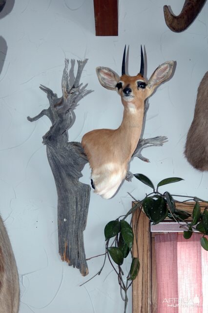 Steenbok Wall Mount Pedestal Taxidermy