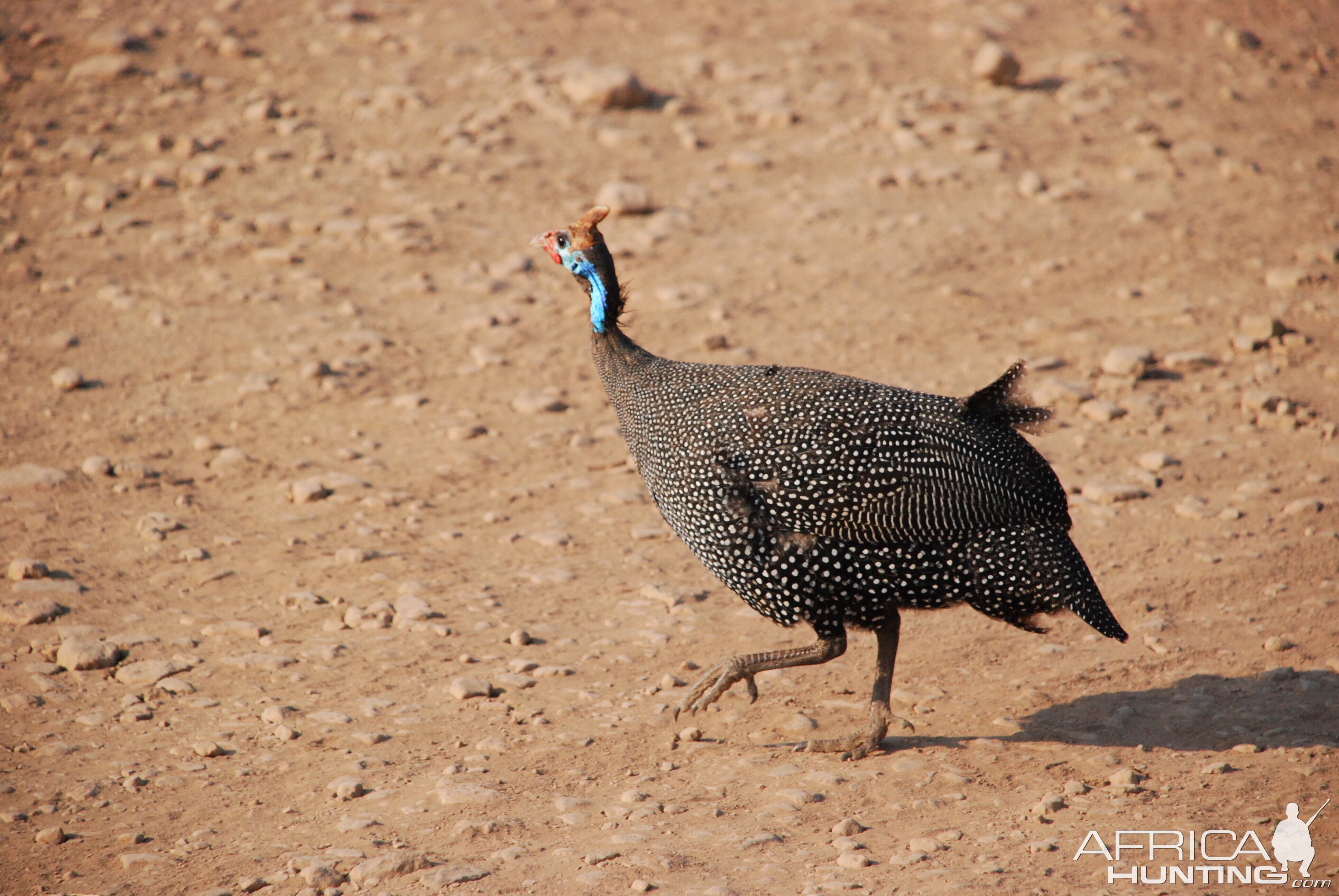 Struttin'