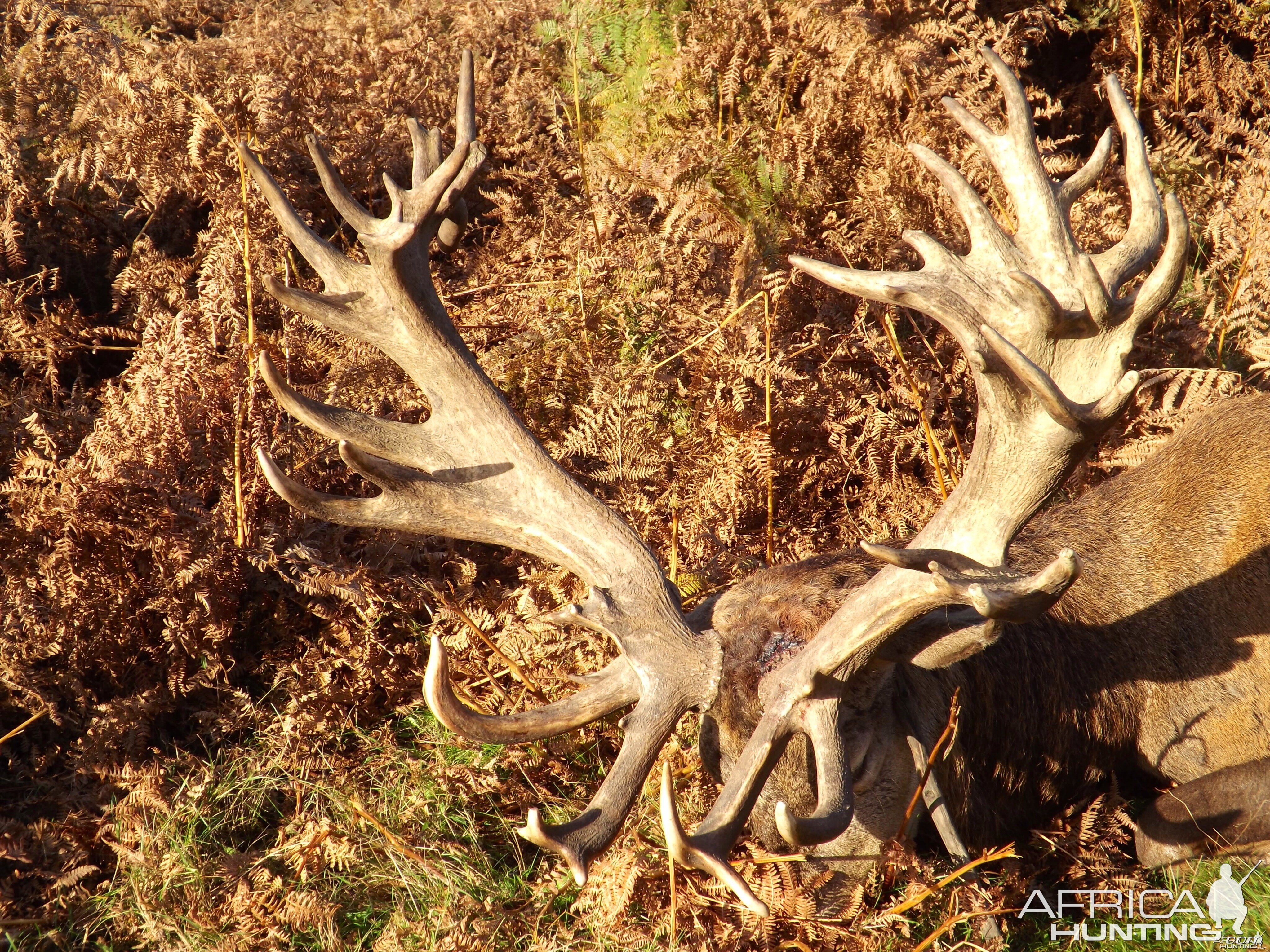 Stunning Red Stag