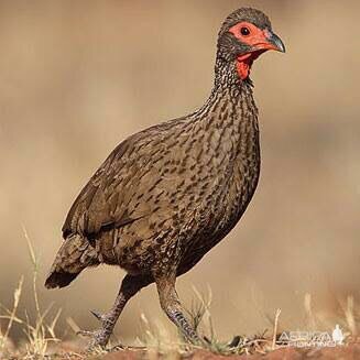 Swainnsons Francolin