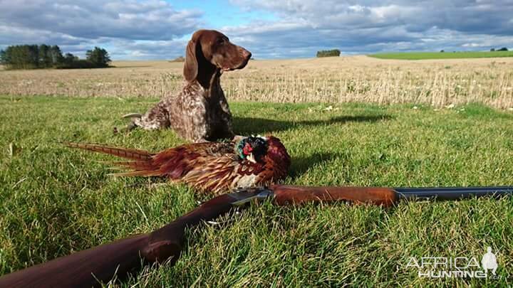 Sweden Hunt Pheasant