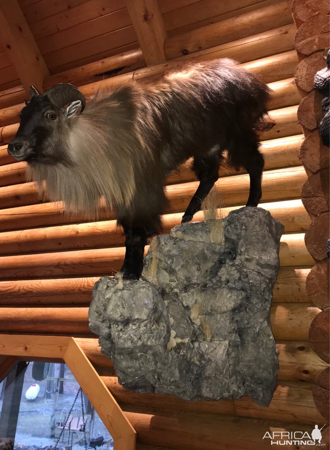 Tahr Full Mount Taxidermy