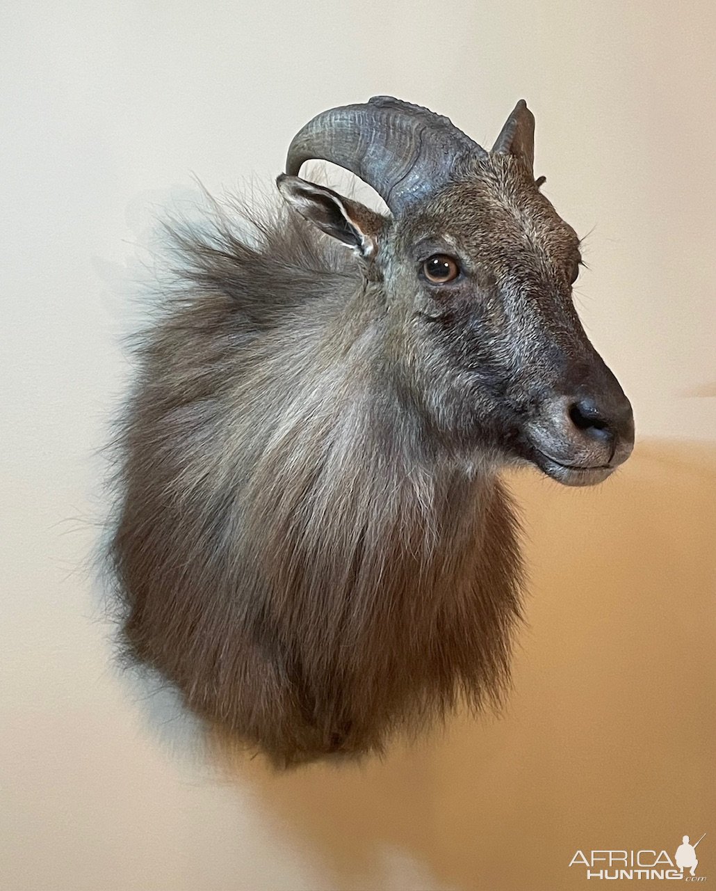 Tahr Shoulder Mount Taxidermy