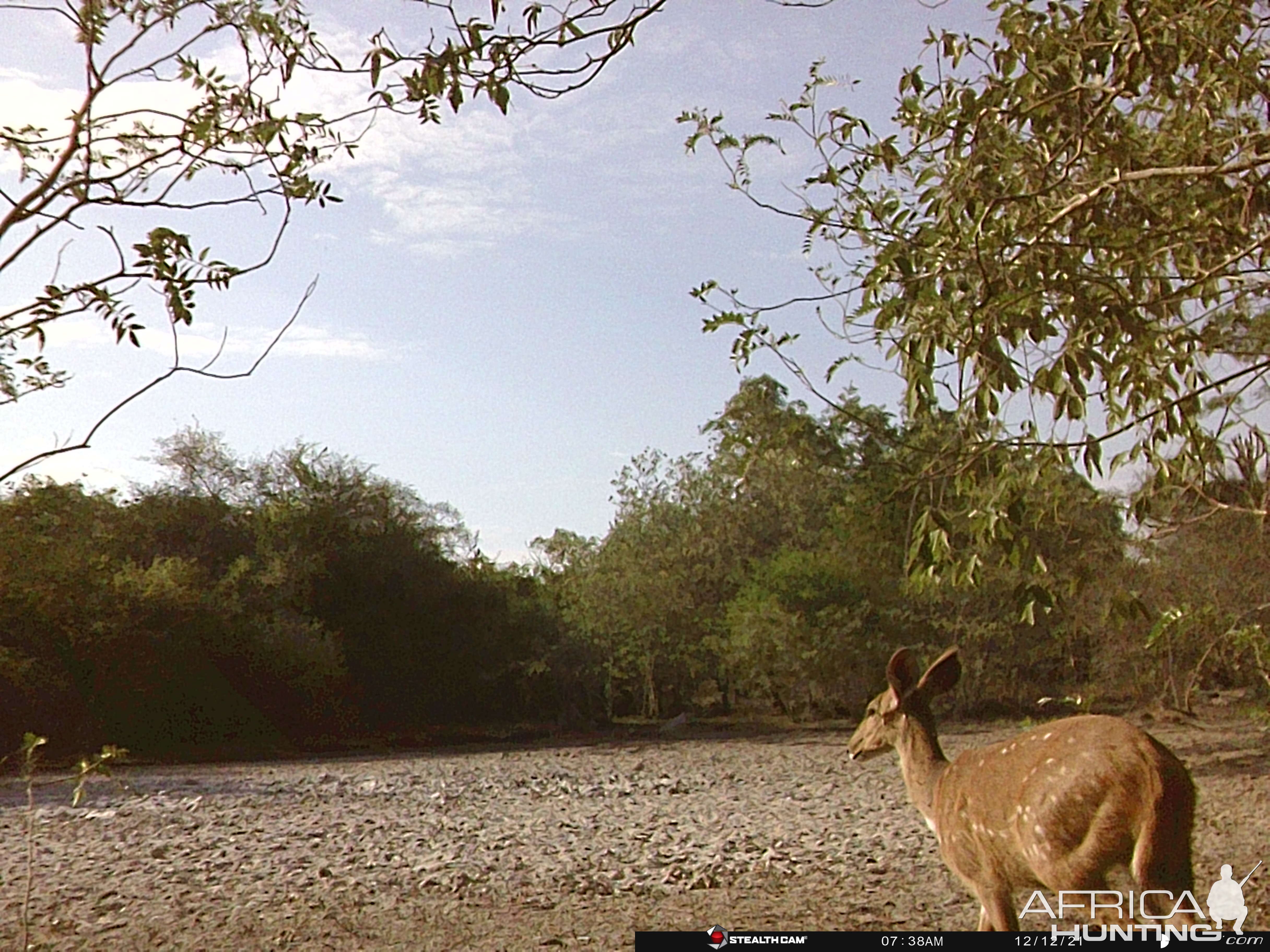 Takeri - Young Bushbuck