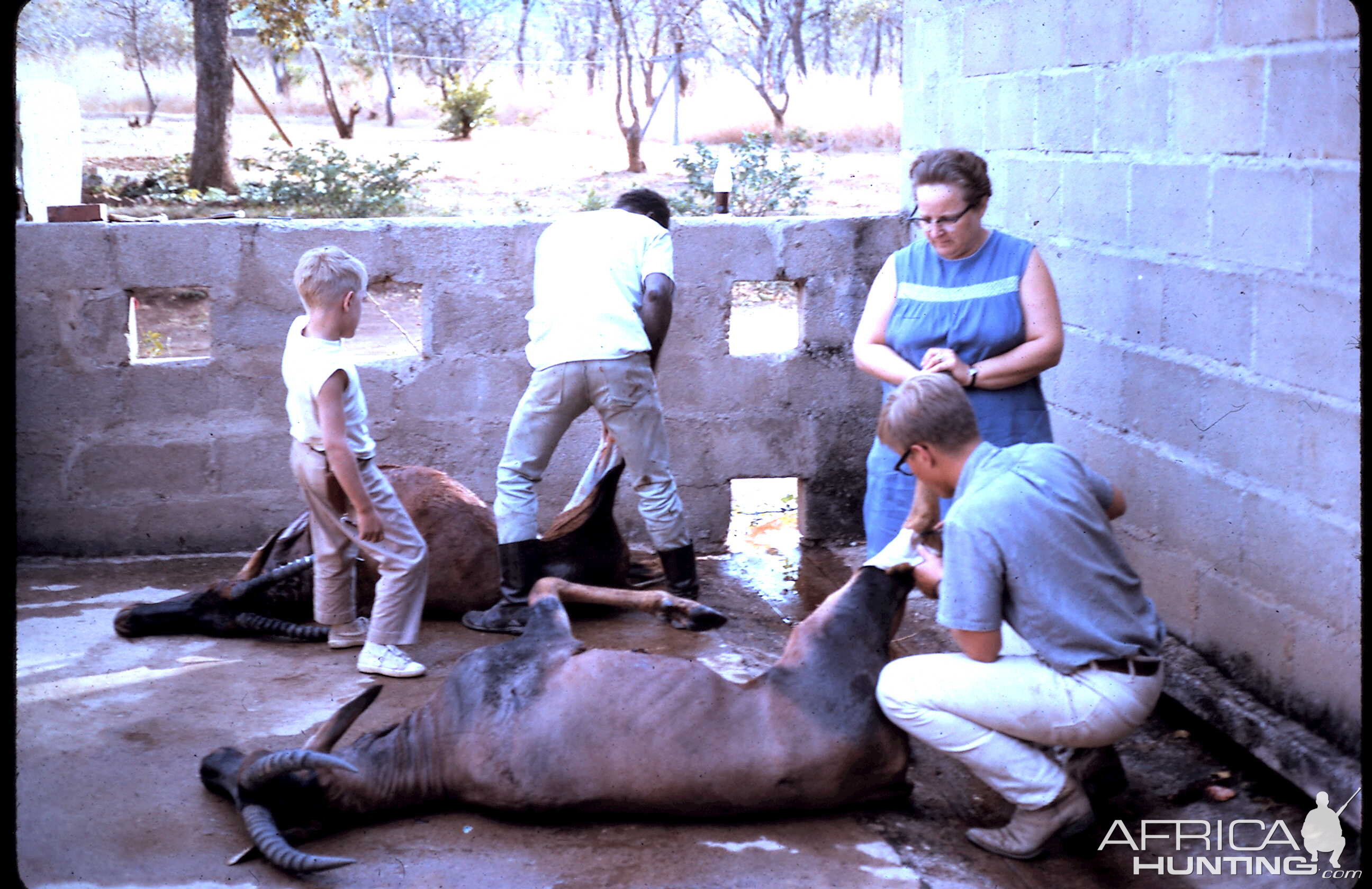 Tanzania Hunting Damaliscus Korrigum during 60's