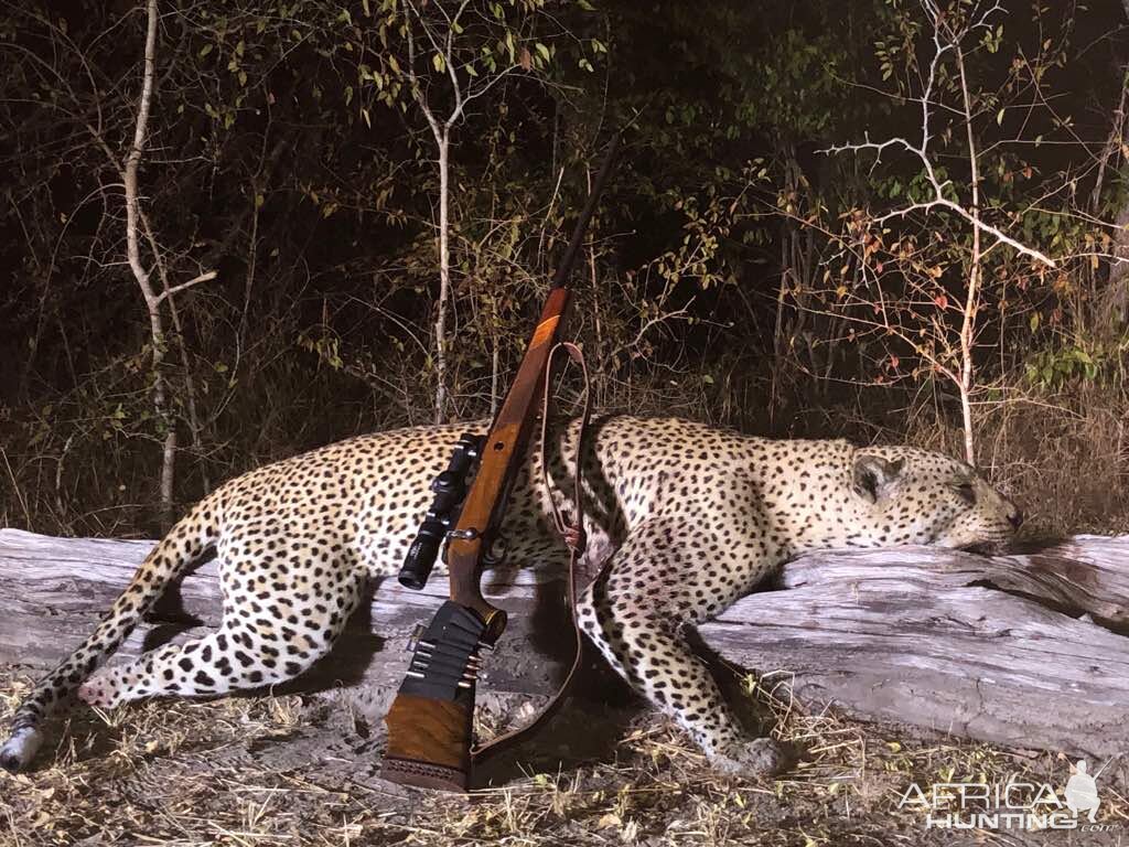 Tanzania Hunting Leopard