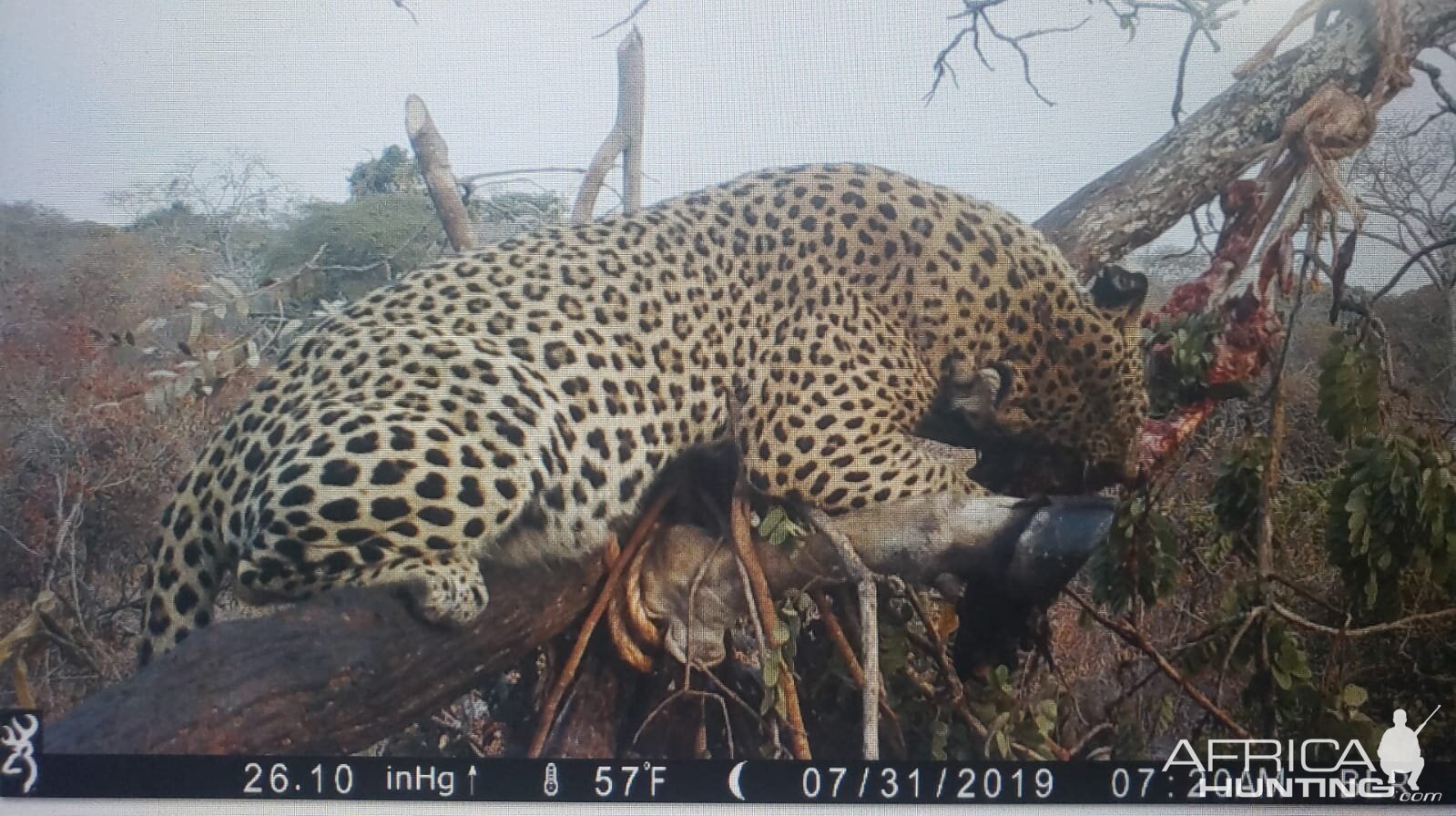 Tanzania  Trail Cam Pictures Leopard