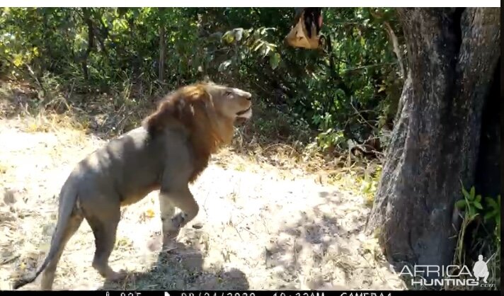 Tanzania Trail Cam Pictures Lion