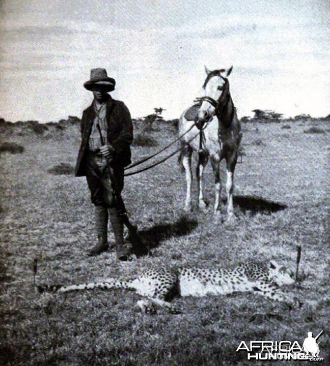 Tarlton and cheetah shot by Kermit Roosevelt