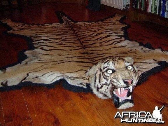 Taxidermist Van Ingen & Van Ingen Tiger Rug