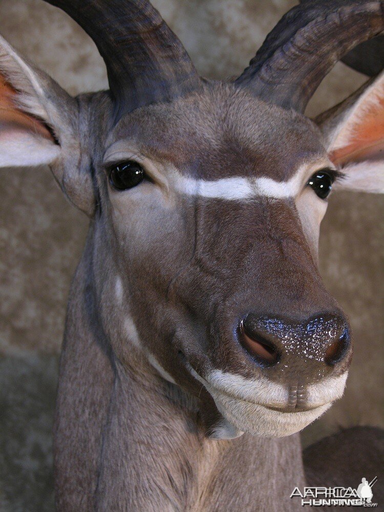 Taxidermy 62 inch Kudu