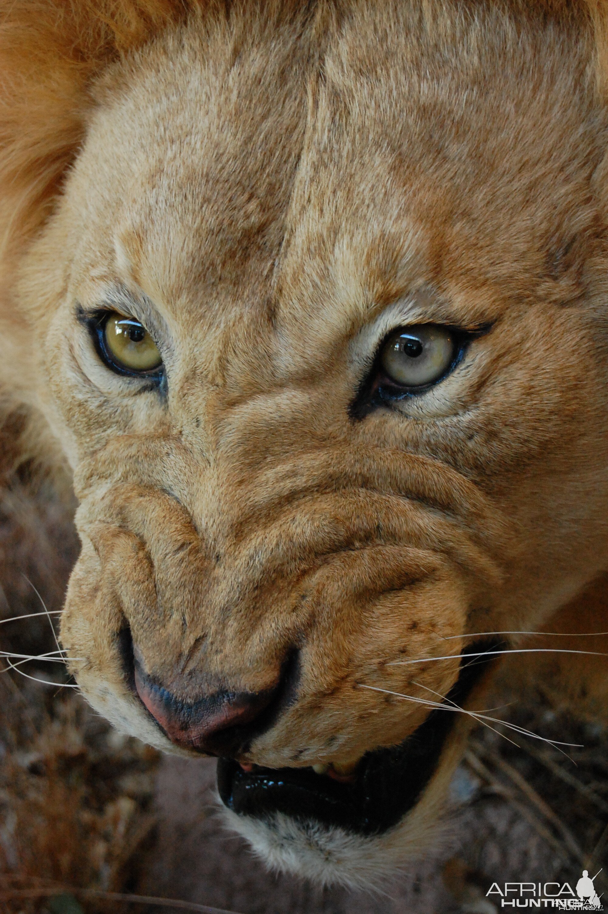 Taxidermy at Safari Club International Convention