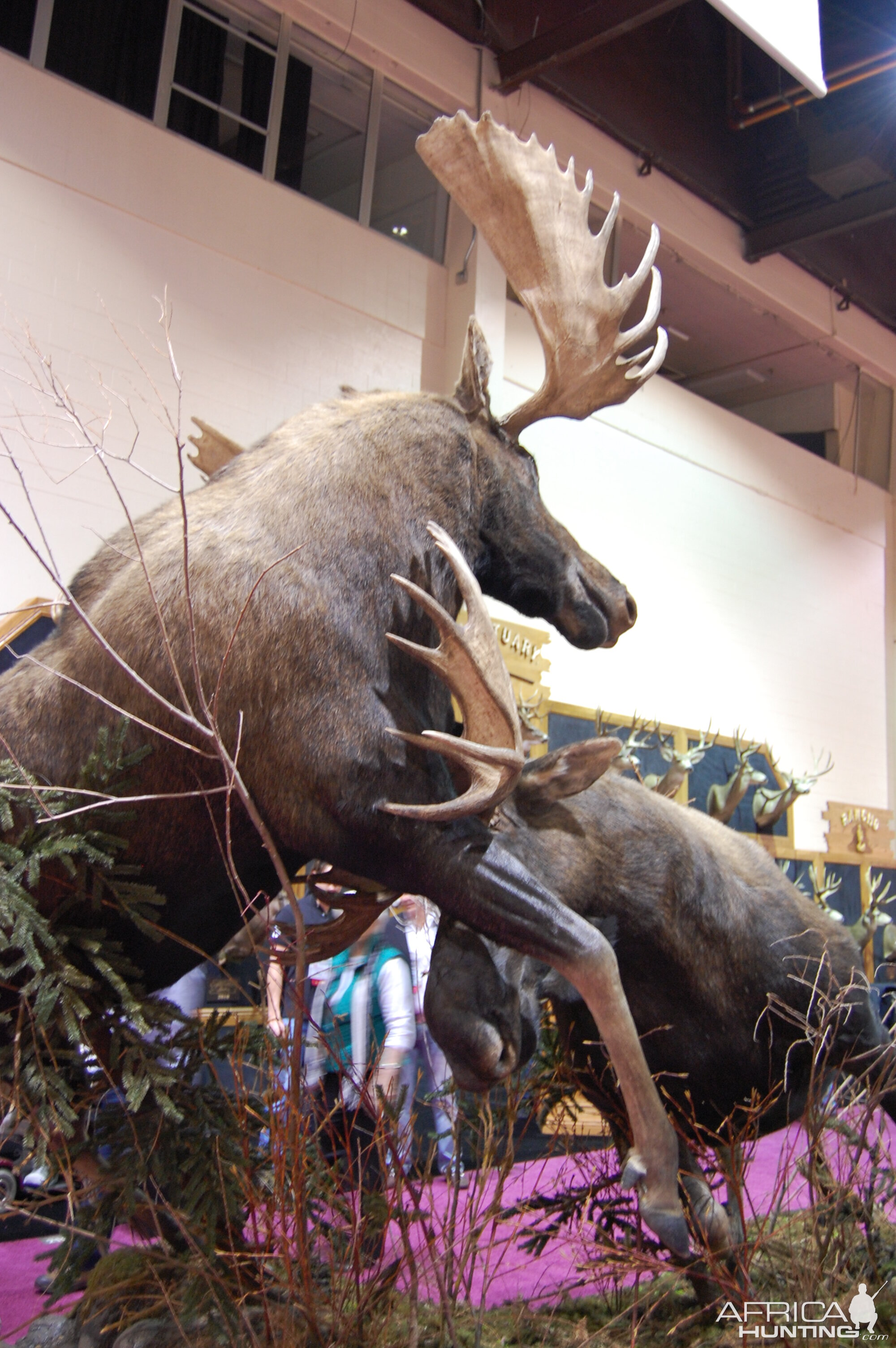 Taxidermy at Safari Club International Convention