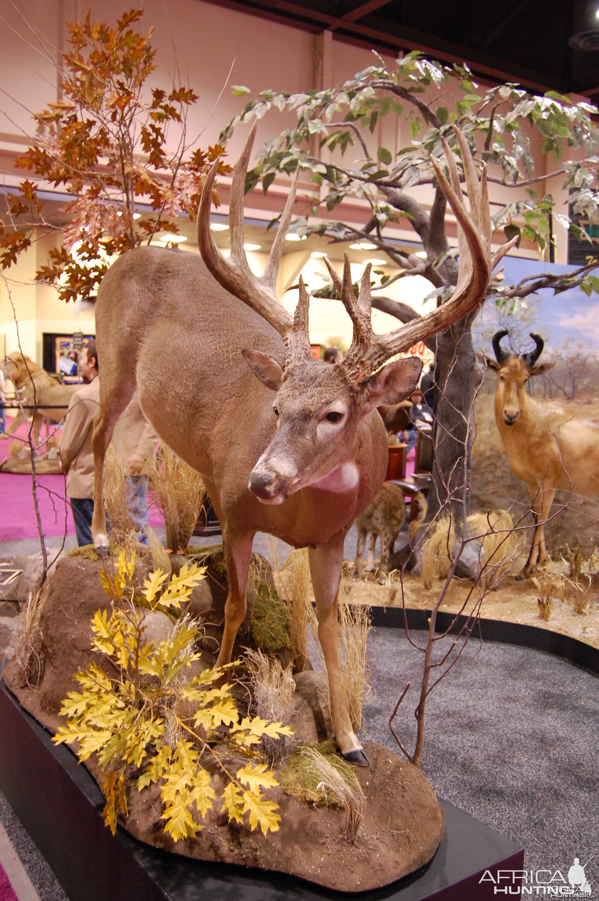 Taxidermy at Safari Club International Convention