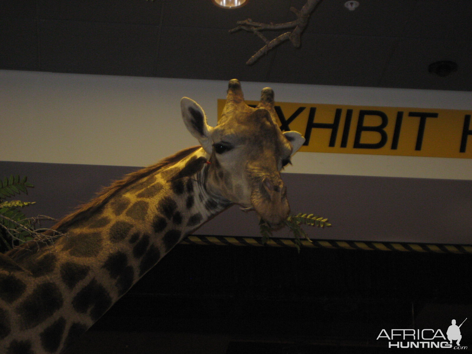 Taxidermy at Safari Club International Convention