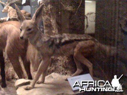 Taxidermy Black Backed Jackal