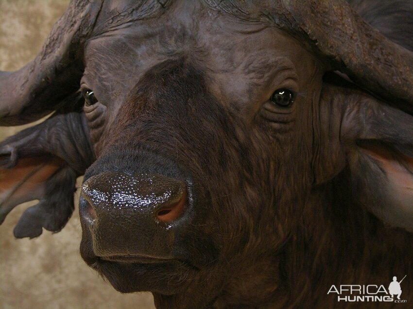 Taxidermy Cape Buffalo Mount