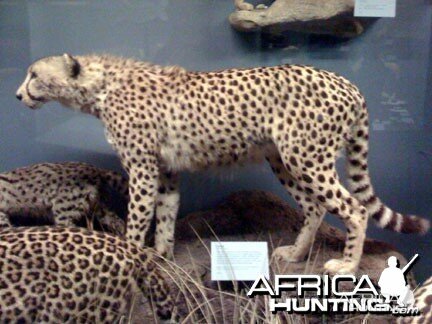 Taxidermy Cheetah