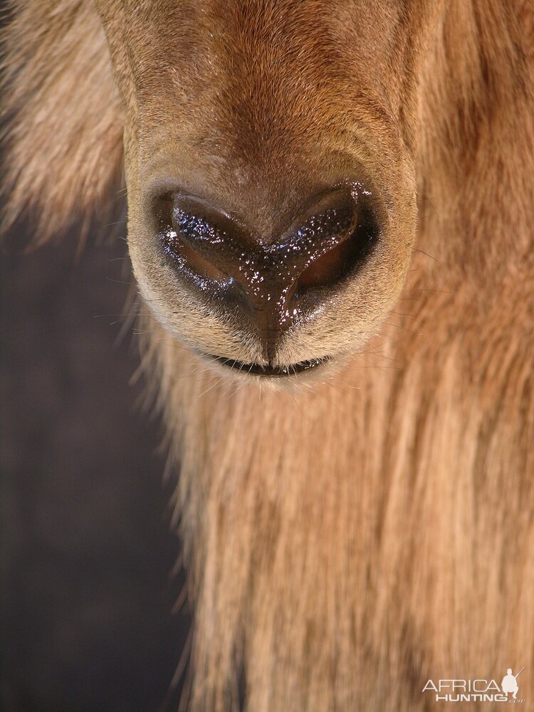 Taxidermy Custom Aoudad Wall Pedestal Mount