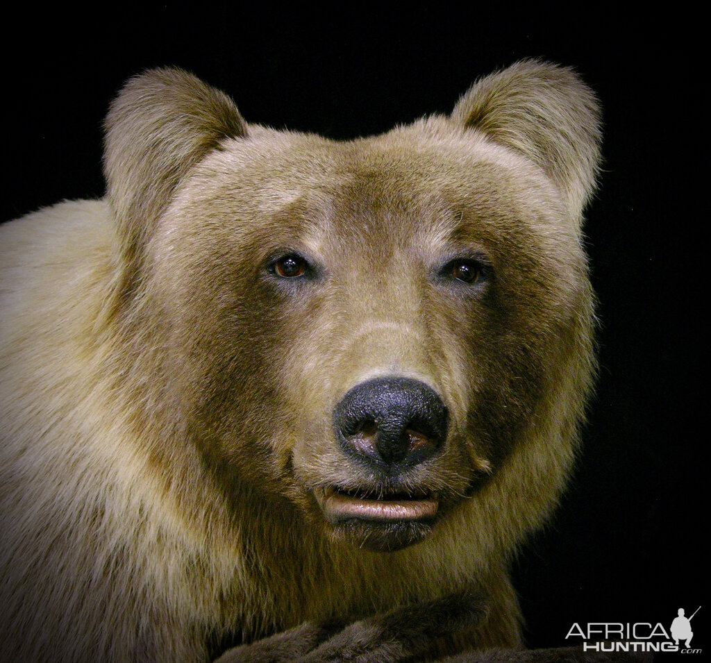 Taxidermy Full Mount Mountain Grizzly