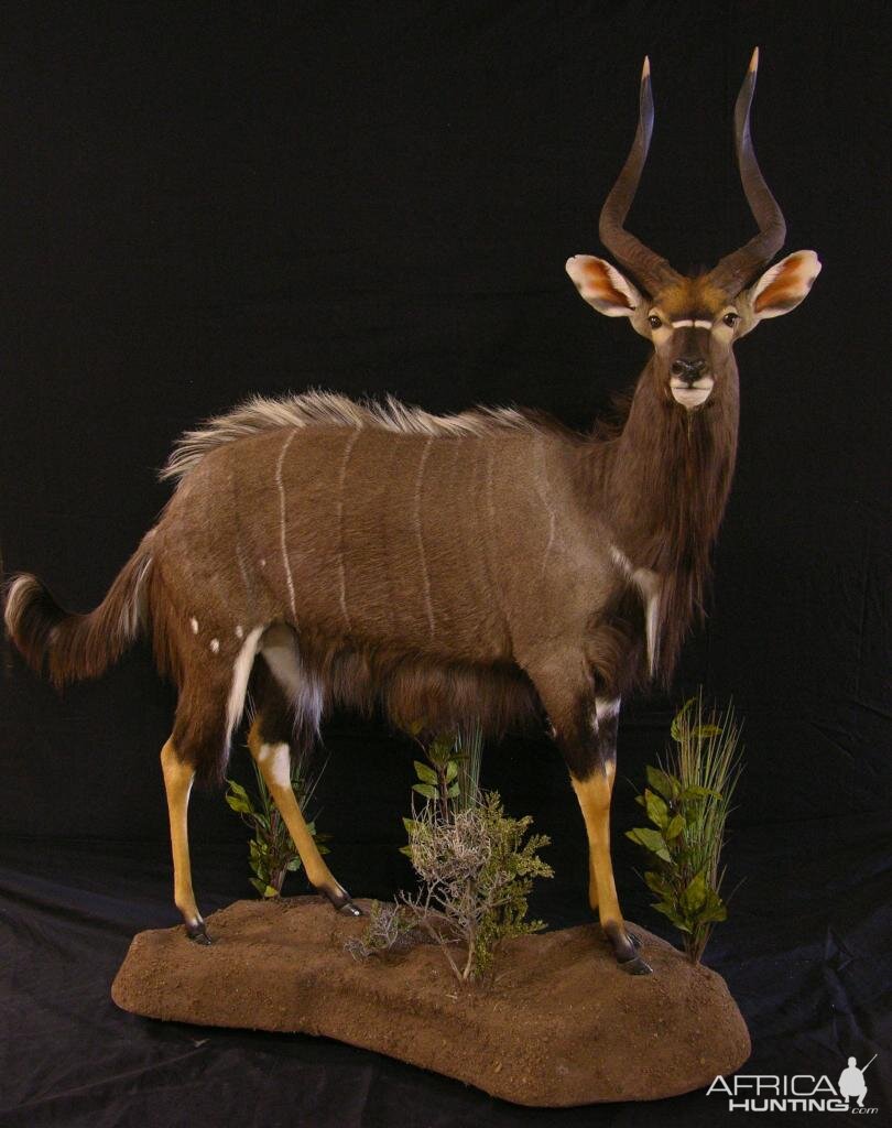 Taxidermy Full Mount Nyala