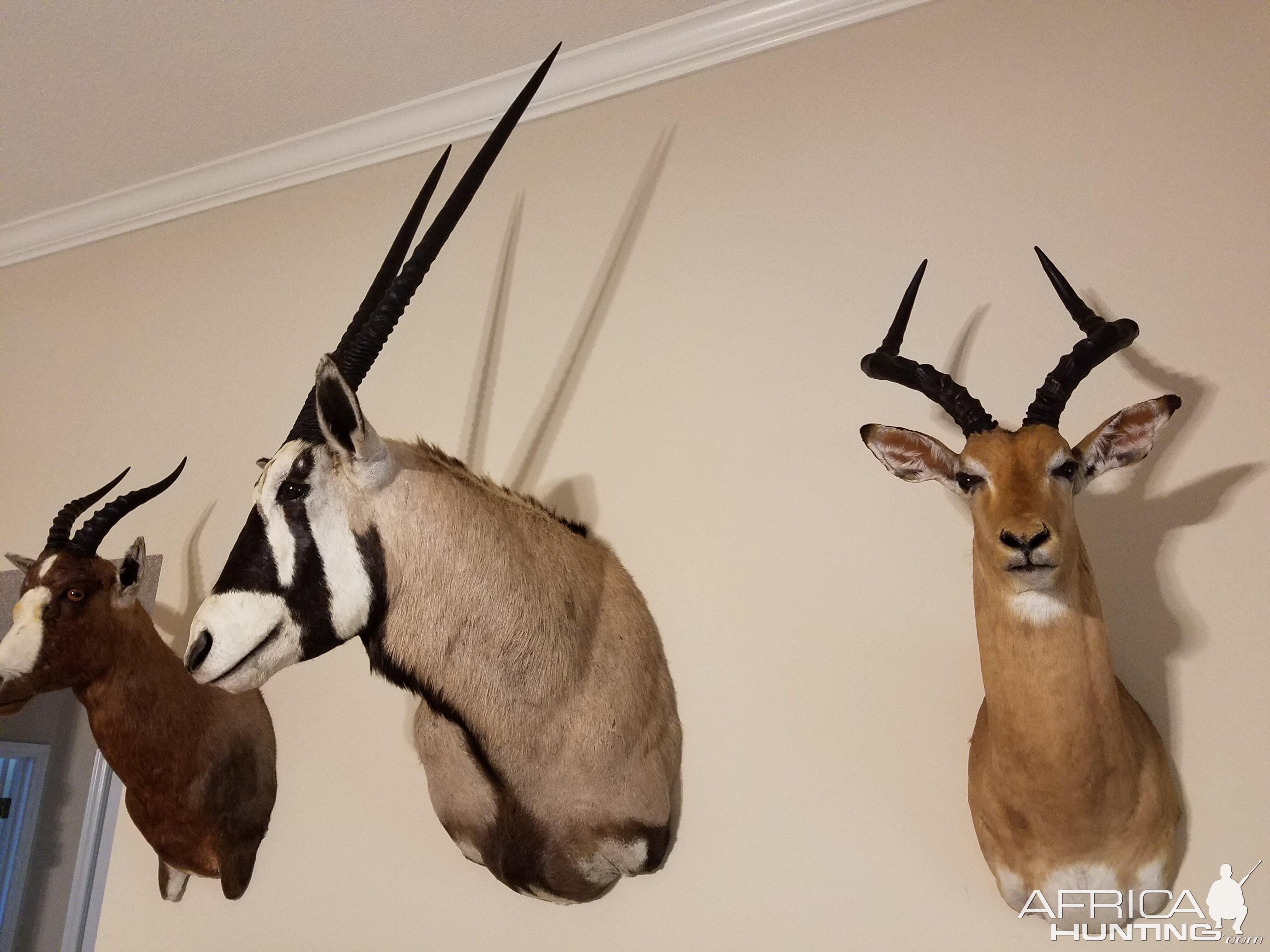 Taxidermy Gemsbok & Impala Shoulder Mount