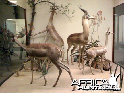 Taxidermy Gerenuk