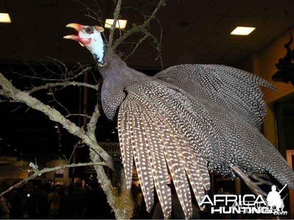 Taxidermy Guineafowl