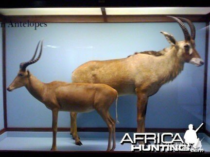 Taxidermy Impala & Roan Antelope