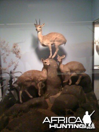 Taxidermy Klipspringer