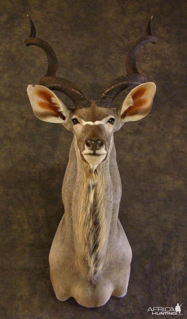 Taxidermy Kudu
