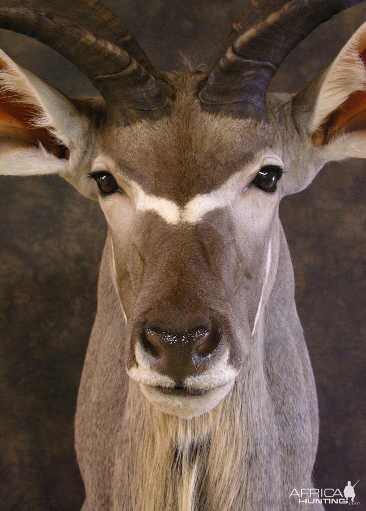 Taxidermy Kudu