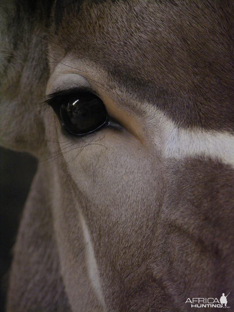 Taxidermy Kudu