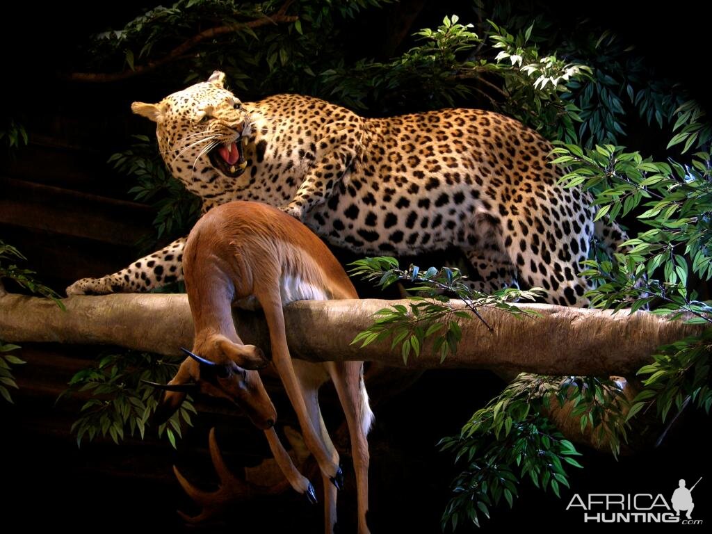 Taxidermy Leopard In Tree With Young Impala