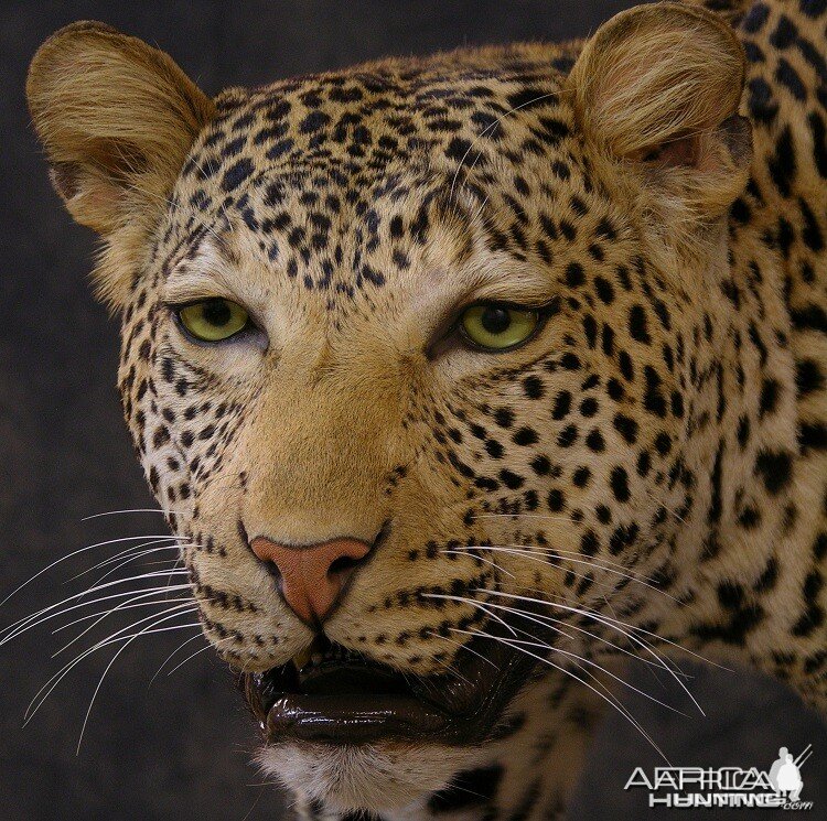 Taxidermy Leopard Mount by The Artistry of Wildlife